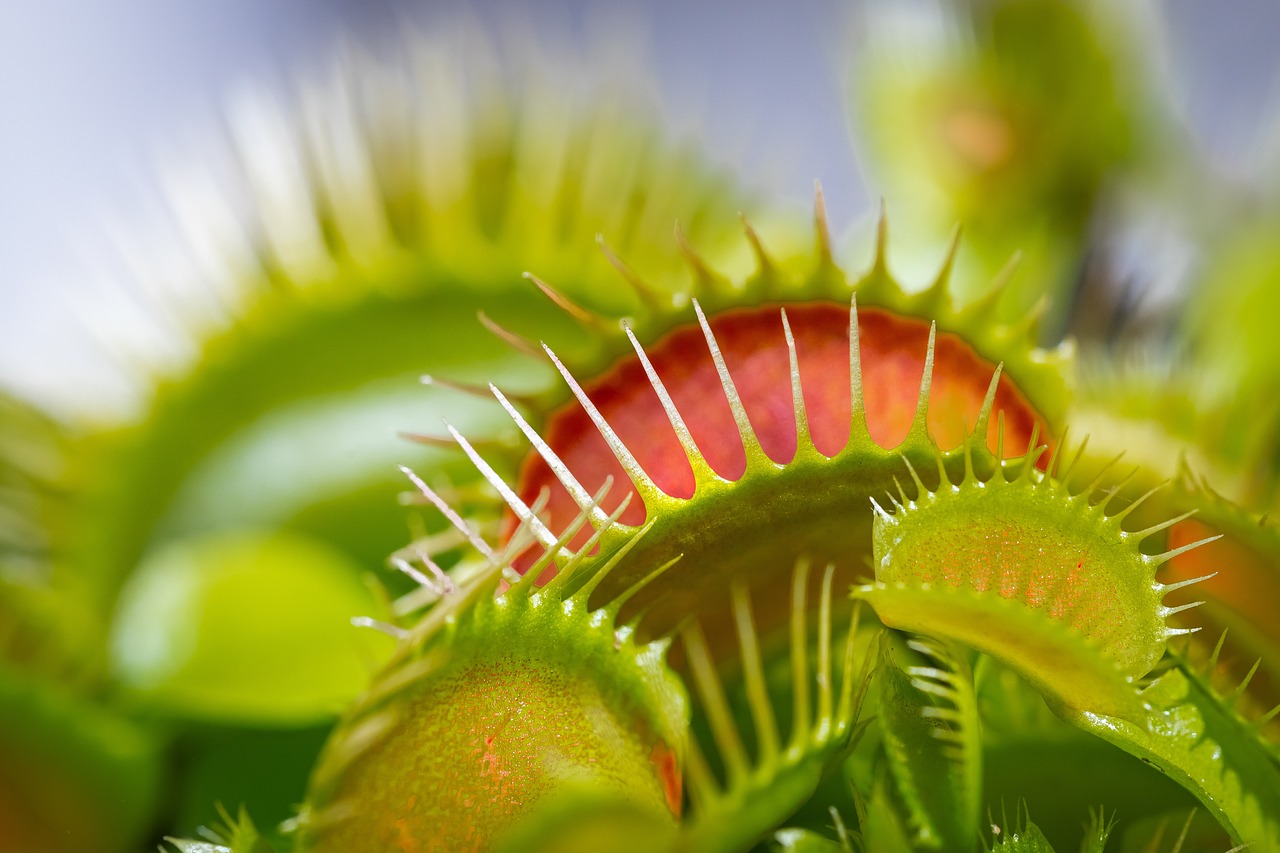 Beginning with Botanical Drawing: A Step-by-Step Guide